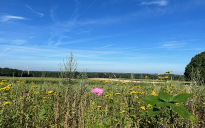 Blühflächen auf dem Weyerberg