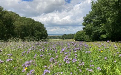 Es ist angesät – Blühflächen auf dem Weyerberg